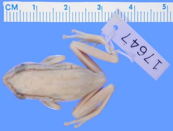 Media type: image; Herpetology A-17647